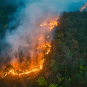 Wildfire Seasons Are Getting Worse—And So Is Their Surprising Impact on Brain Health in Older Adults | Credits: Shutterstock